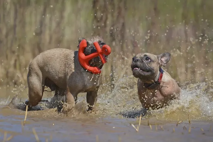 Framed Print : Two brown French Bulldog dogs having fun together playing fetch with a red anchor shaped dog toy together in big puddle