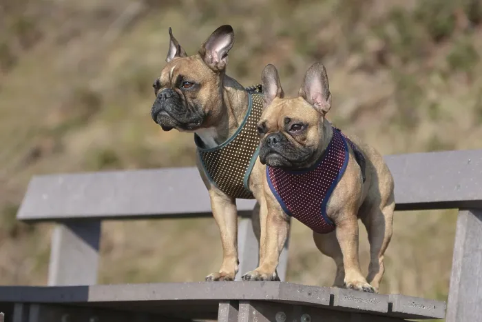 Framed Print : Two brown French Bulldogs with matching dog harnesses standing together on bench