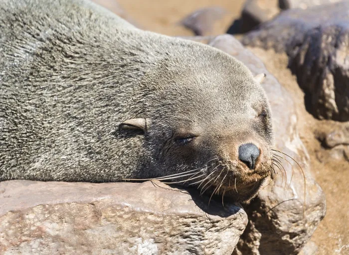 Framed Print : Brown Fur Seal or Cape Fur Seal (Arctocephalus pusillus) resting on a rock