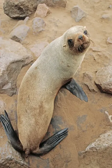 Framed Print : Brown fur seal(Arctocephalus pusillus pusillus)