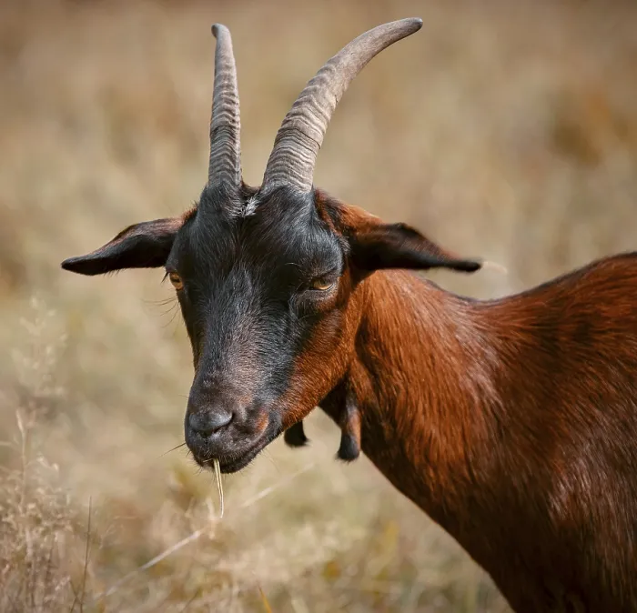 Framed Print : Brown goat with blade of grass in mouth