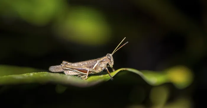 Framed Print : Brown grasshopper sitting on a leaf Framed Print : Brown grasshopper sitting on a leaf