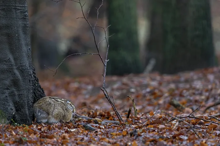 Framed Print : The brown hare (Lepus europaeus) is clearly recognisable in this photo Framed Print : The brown hare (Lepus europaeus) is clearly recognisable in this photo