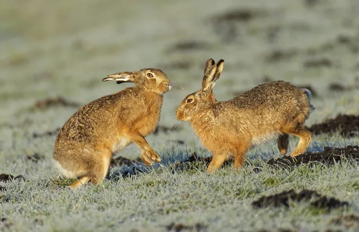 Framed Print : Brown hare (Lepus europaeus) pair on a hoarfrost-covered meadow