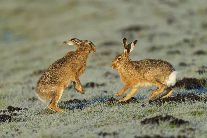 Framed Print : Brown hare (Lepus europaeus) pair on a hoarfrost-covered meadow Framed Print : Brown hare (Lepus europaeus) pair on a hoarfrost-covered meadow