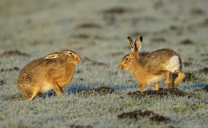 Framed Print : Brown hare (Lepus europaeus) pair on a hoarfrost-covered meadow