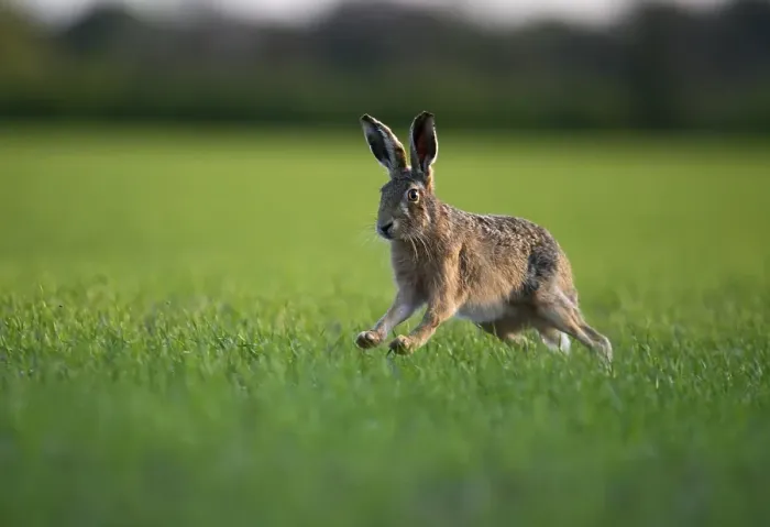 Framed Print : Brown Hare (Lepus europaeus), spring