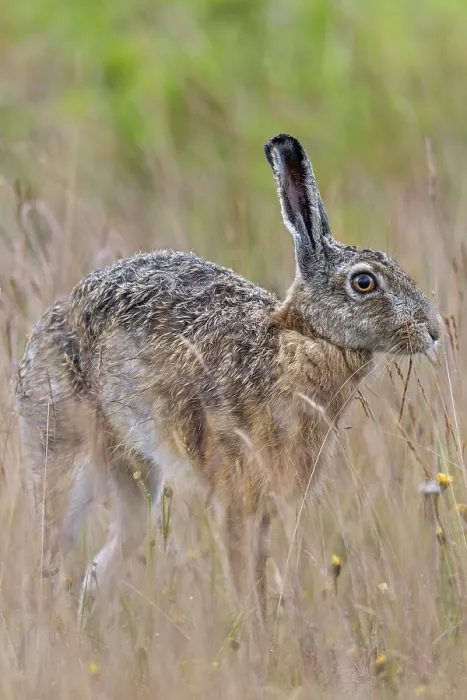 Framed Print : Brown hares (Lepus europaeus) often take breaks to stretch while foraging