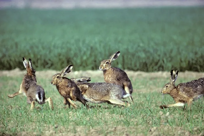 Framed Print : Brown Hares (Lepus europaeus), Hessen, Germany