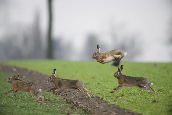 Framed Print : Four brown hares (Lepus europaeus) in motion