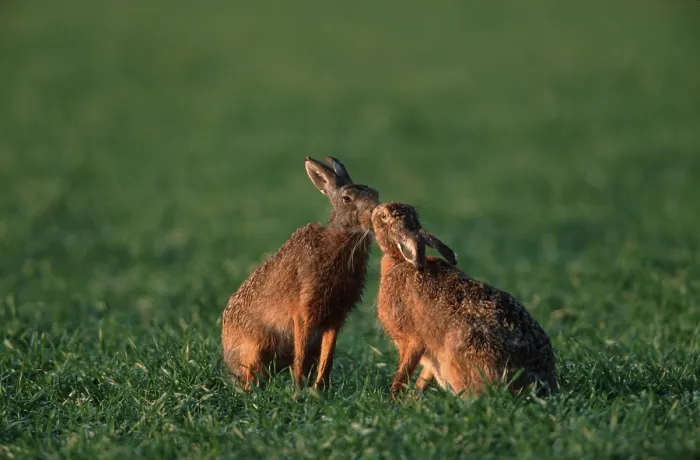 Framed Print : Brown Hares (Lepus europaeus), pair