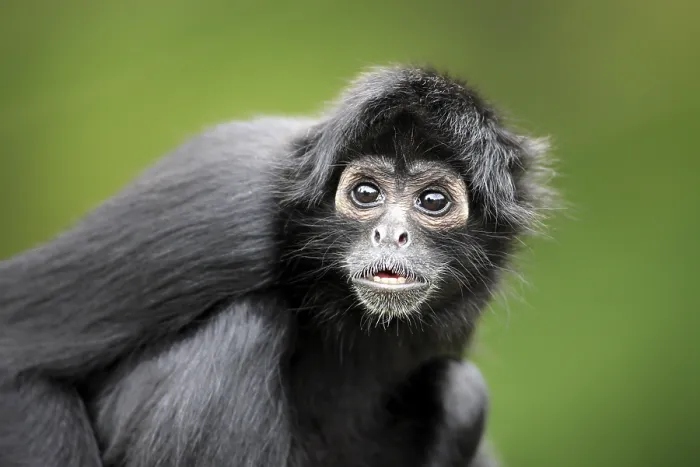 Framed Print : Brown-headed spider monkey, (Ateles fusciceps robustus)