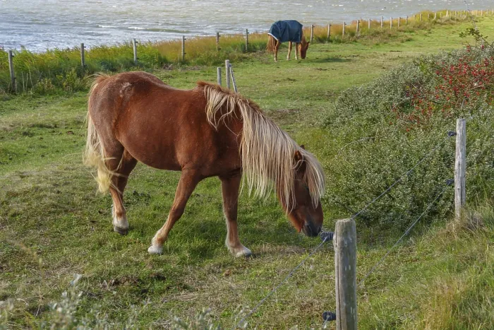 Framed Print : Brown horse with long mane grazing in a meadow next to water Framed Print : Brown horse with long mane grazing in a meadow next to water