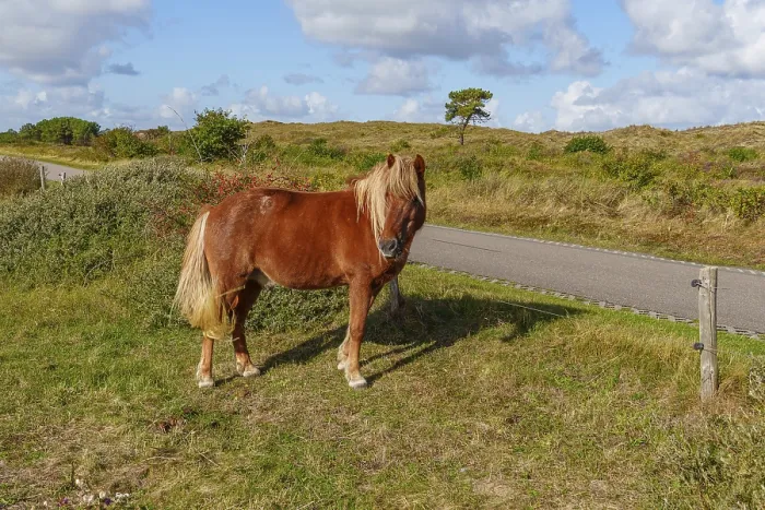 Framed Print : Brown horse looking into the camera next to a road Framed Print : Brown horse looking into the camera next to a road