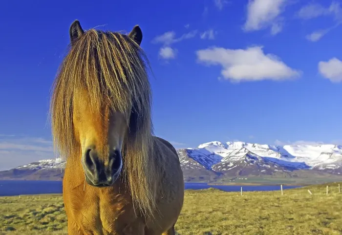 Framed Print : Brown horse in front of a picturesque mountain landscape with clear blue sky, humour, mane on face, Skagarfjoerfur, Iceland, Europe Framed Print : Brown horse in front of a picturesque mountain landscape with clear blue sky, humour, mane on face, Skagarfjoerfur, Iceland, Europe