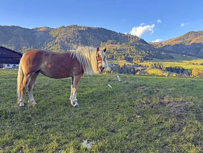 Framed Print : Brown horse standing peacefully on a pasture in front of mountain landscape Framed Print : Brown horse standing peacefully on a pasture in front of mountain landscape