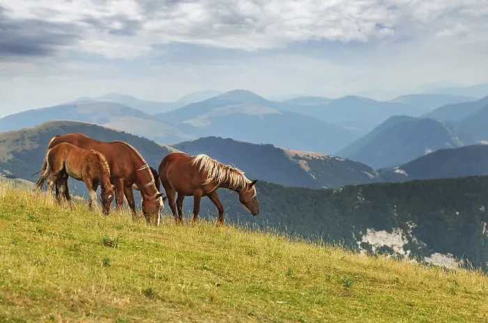 Framed Print : Brown horses on mountain landscape