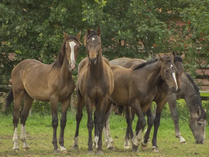 Framed Print : Four brown horses stand together on a pasture next to a forest Framed Print : Four brown horses stand together on a pasture next to a forest