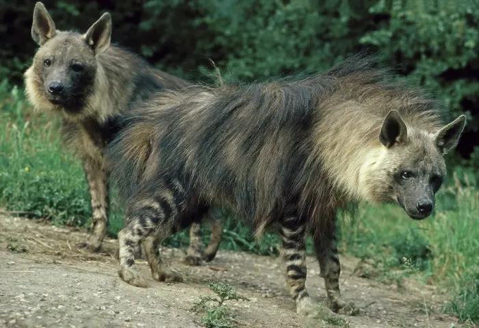 Framed Print : Brown Hyena (Hyaena brunnea), adult male and female Framed Print : Brown Hyena (Hyaena brunnea), adult male and female