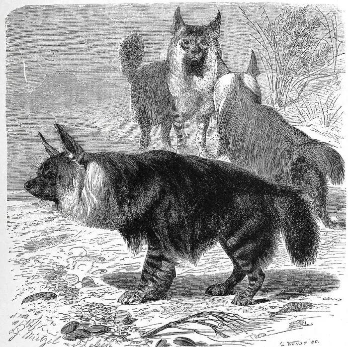Framed Print : Brown hyena (Parahyaena brunnea) or Hyaena brunnea