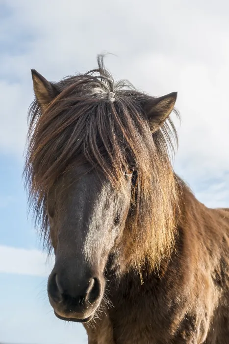 Framed Print : Brown Icelandic horse (Equus islandicus) Framed Print : Brown Icelandic horse (Equus islandicus)
