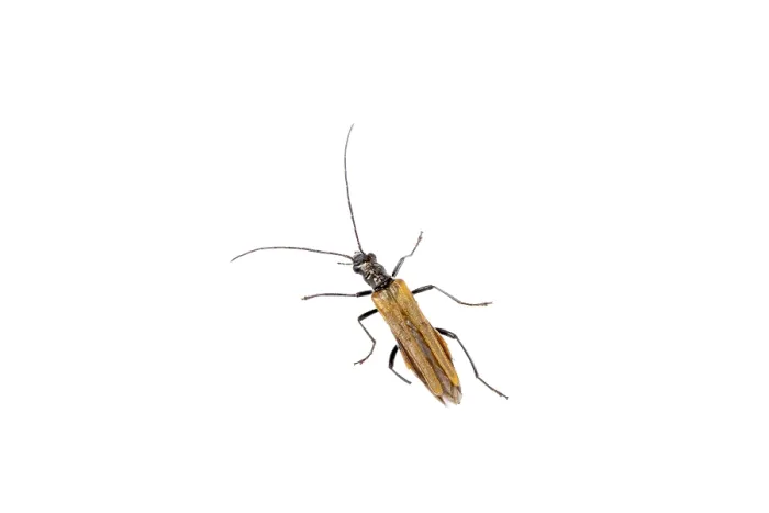Framed Print : Brown insect isolated on the white background