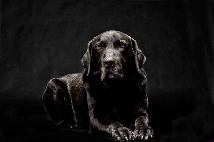 Framed Print : Brown Labrador Framed Print : Brown Labrador