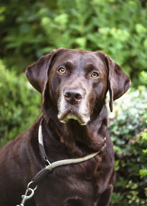 Framed Print : Brown Labrador Retriever dog with a serious expression