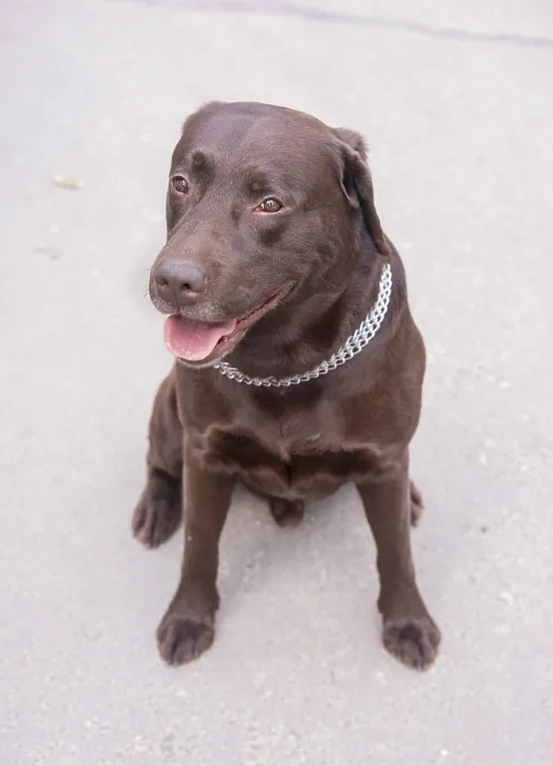 Framed Print : Brown Labrador sits on the road