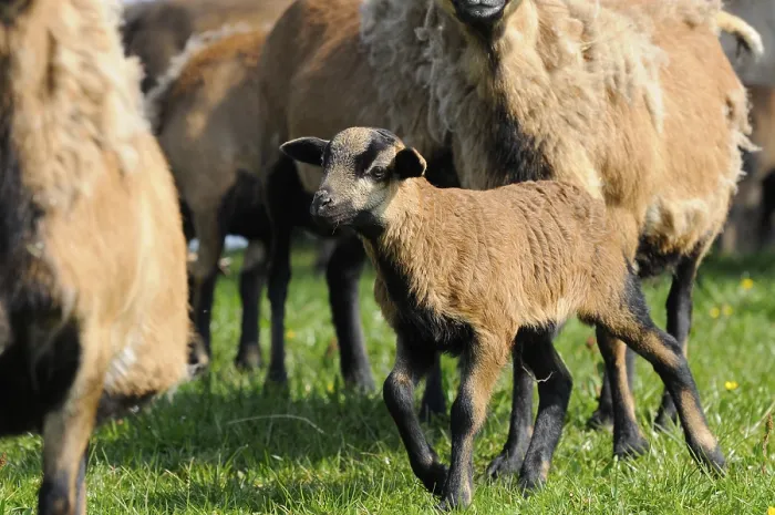 Framed Print : A brown lamb in the middle of a flock of sheep on a green meadow
