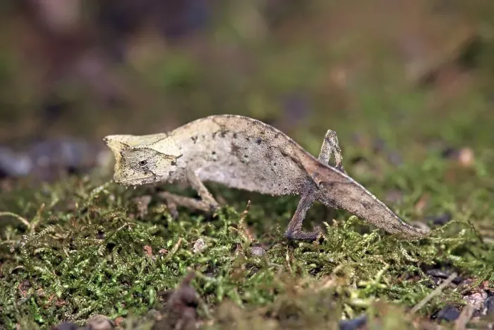 Framed Print : Brown Leaf Chameleon (Brookesia superciliaris)