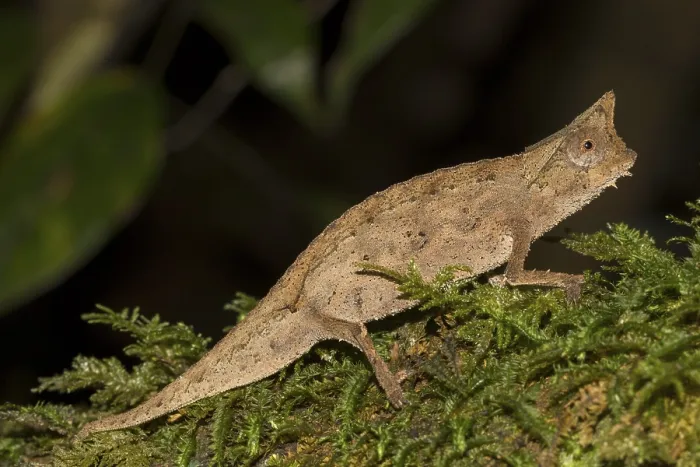 Framed Print : Brown leaf chameleon (Brookesia superciliaris) Framed Print : Brown leaf chameleon (Brookesia superciliaris)