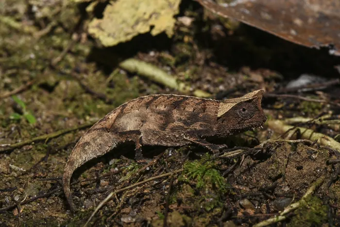 Framed Print : Brown leaf chameleon (Brookesia superciliaris)