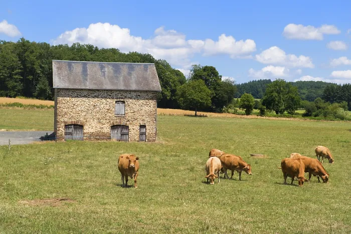 Framed Print : Brown Limousine cows in French landscape in front of barn