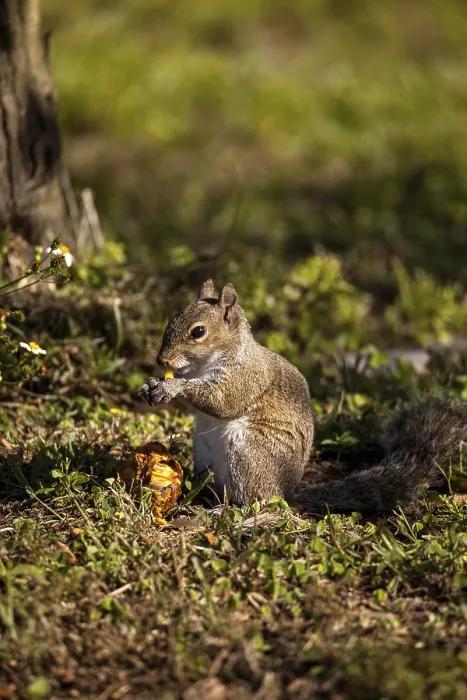 Framed Print : Brown Little Shermans fox squirrel Sciurus niger shermani sits on the grass to eat in Liberty Park