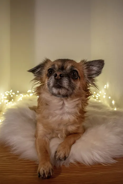 Framed Print : Brown long-haired Chihuahua sitting on a fluffy lambskin