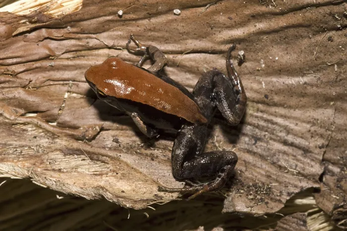 Framed Print : Brown Mantella frog (Mantella betsileo) Framed Print : Brown Mantella frog (Mantella betsileo)
