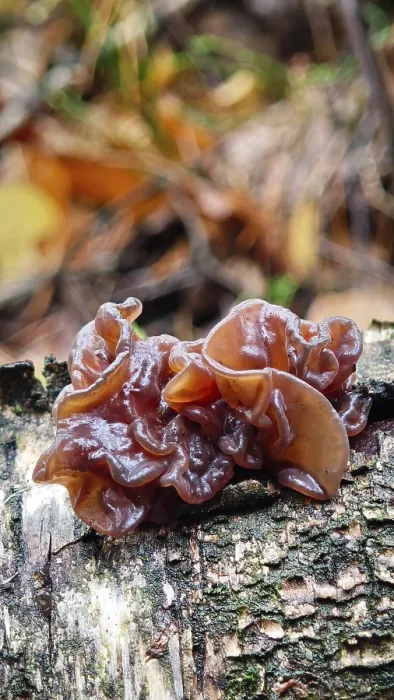 Framed Print : A brown mushroom, Leafy Brain (phaeotremella foliacea) Framed Print : A brown mushroom, Leafy Brain (phaeotremella foliacea)