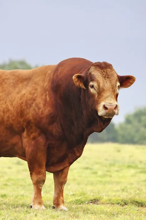 Framed Print : Brown ox in a green field, looks impressive and strong