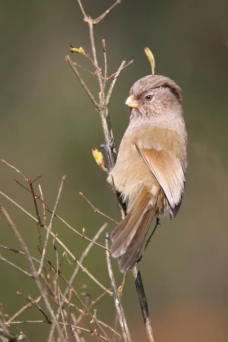 Framed Print : Brown Parrotbill (Paradoxornis unicolor) adult