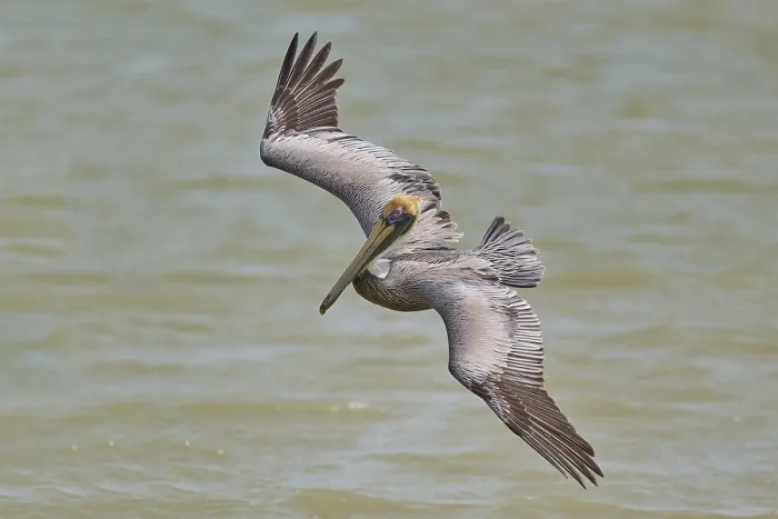 Framed Print : Brown Pelican, (Pelecanus occidentalis)