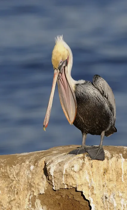 Framed Print : Brown Pelican (Pelecanus occidentalis)