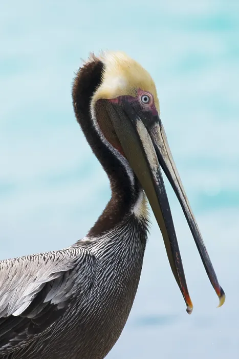 Framed Print : Brown Pelican (Pelecanus occidentalis) Framed Print : Brown Pelican (Pelecanus occidentalis)