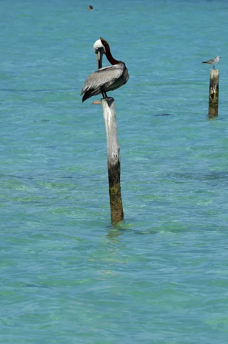 Framed Print : Brown pelican (Pelecanus occidentalis)