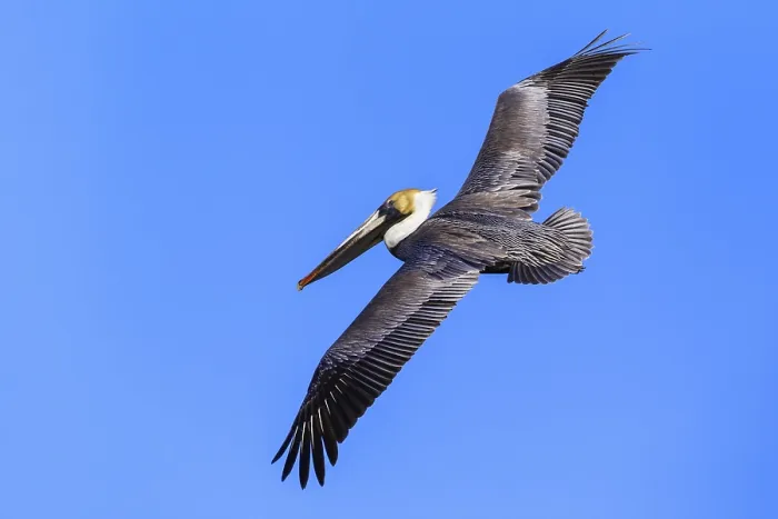 Framed Print : Brown Pelican (Pelecanus occidentalis)