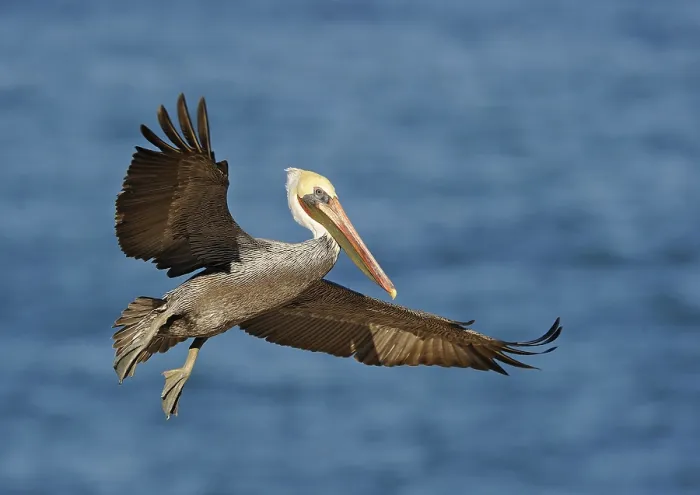 Framed Print : Brown Pelican (Pelecanus occidentalis) in flight