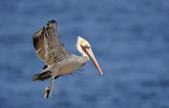 Framed Print : Brown Pelican (Pelecanus occidentalis) in flight