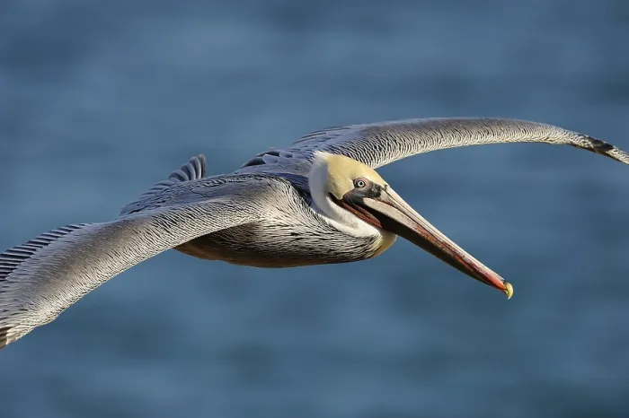 Framed Print : Brown Pelican (Pelecanus occidentalis) in flight Framed Print : Brown Pelican (Pelecanus occidentalis) in flight