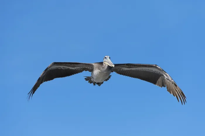 Framed Print : Brown Pelican (Pelecanus occidentalis) in flight