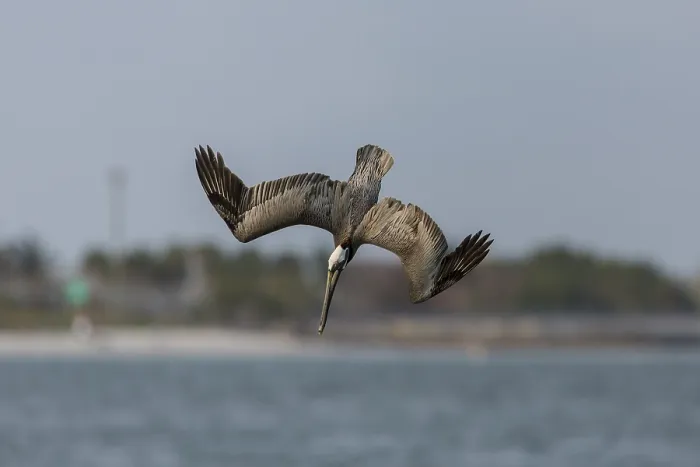 Framed Print : Brown Pelican (Pelecanus occidentalis), Florida